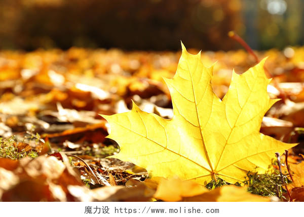 地面上金色秋天的落叶二十四节气24节气立秋秋分